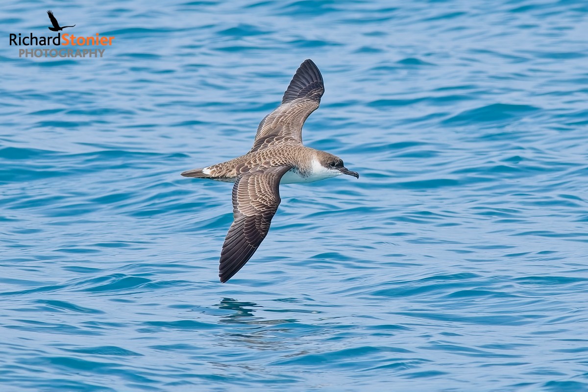 Great Shearwater