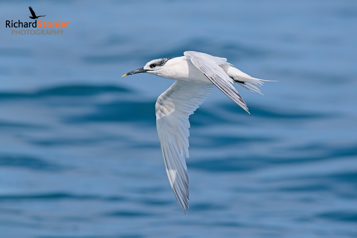 Sandwich Tern