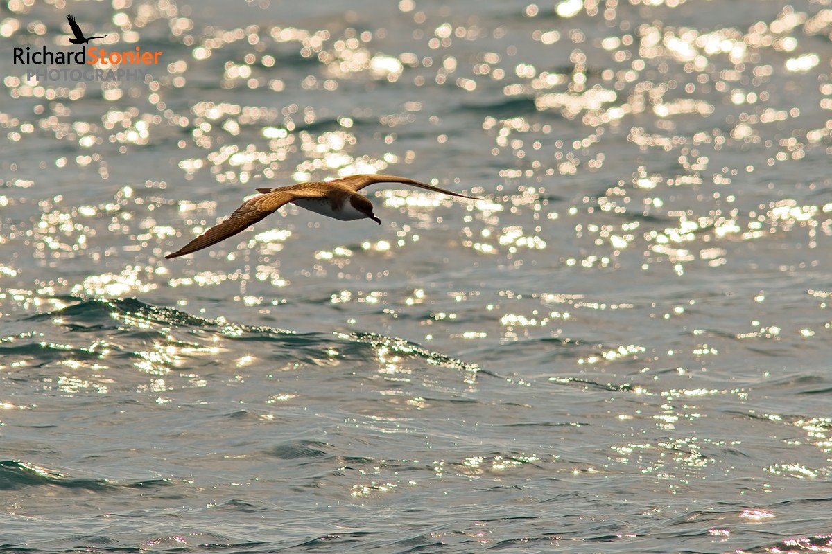 Great Shearwater