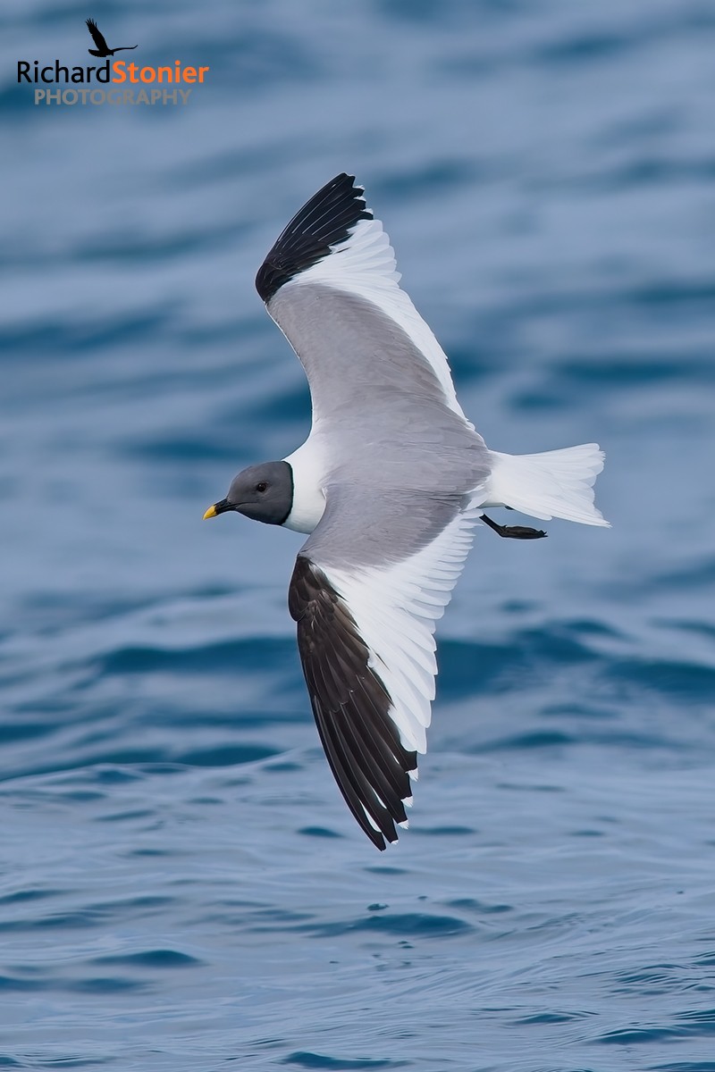 Sabine's Gull