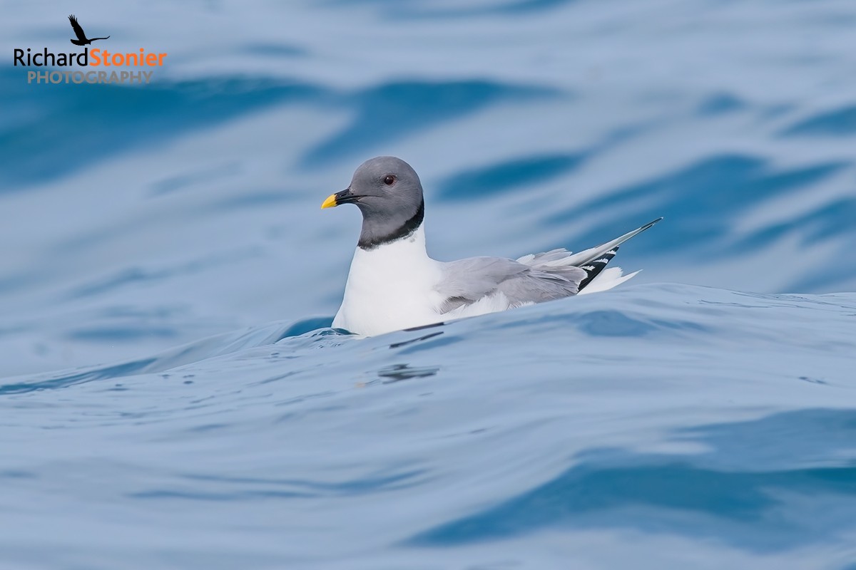 Sabine's Gull