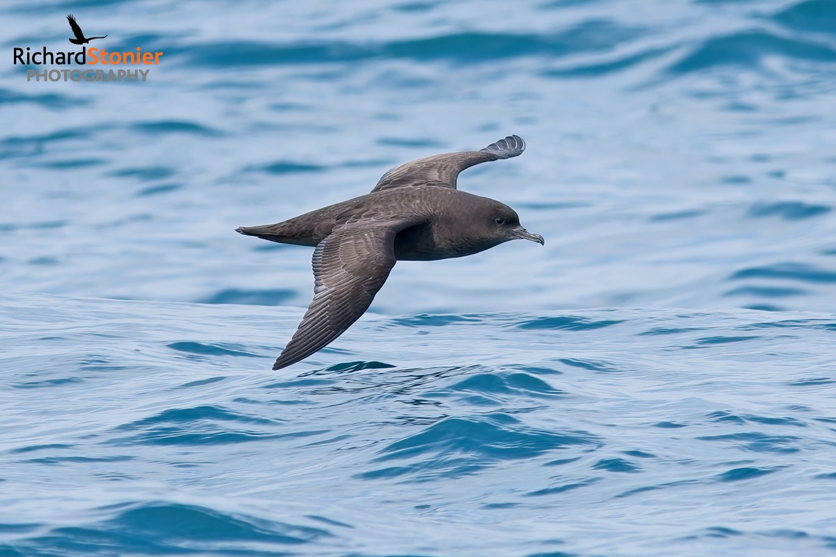 Sooty Shearwater