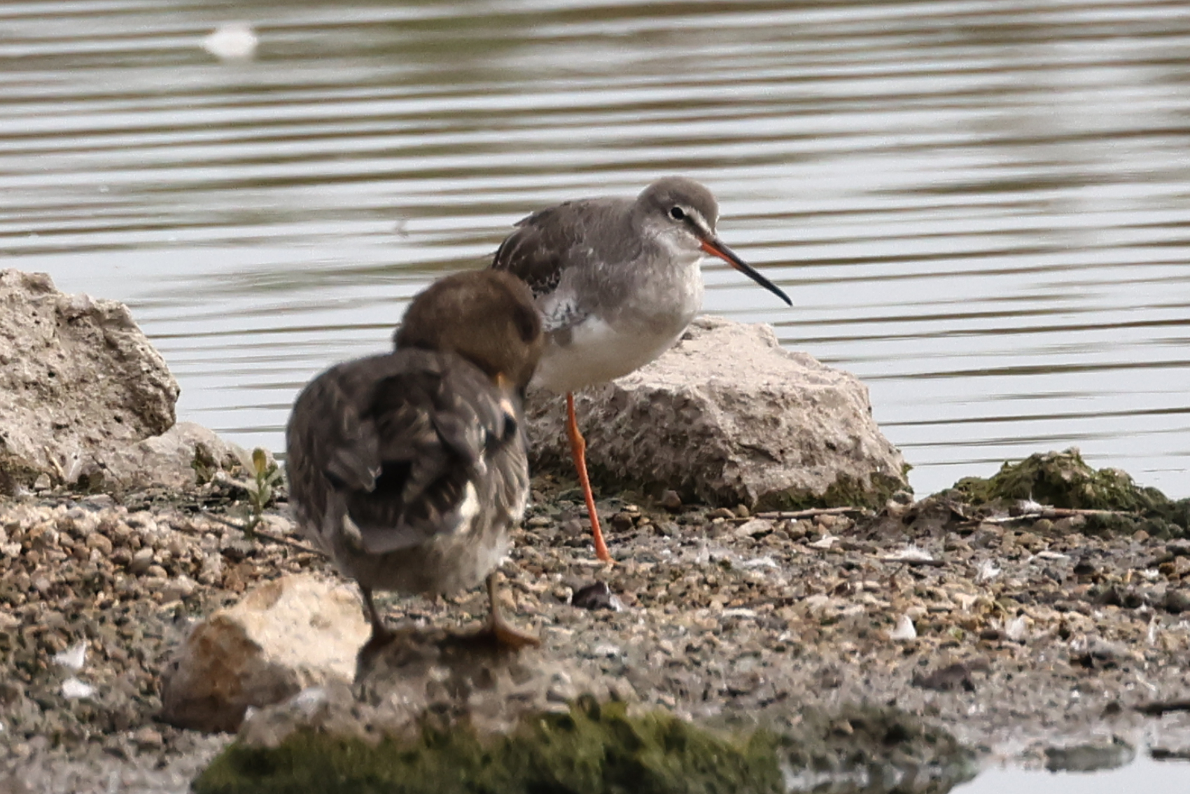 Spotted Redshank