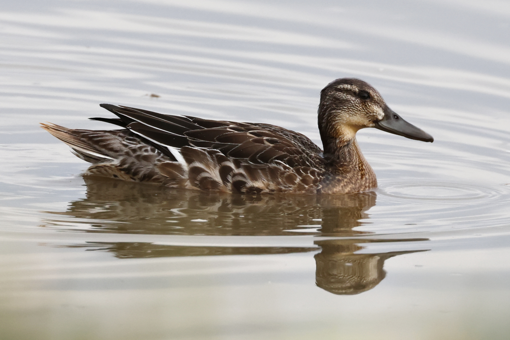 Garganey