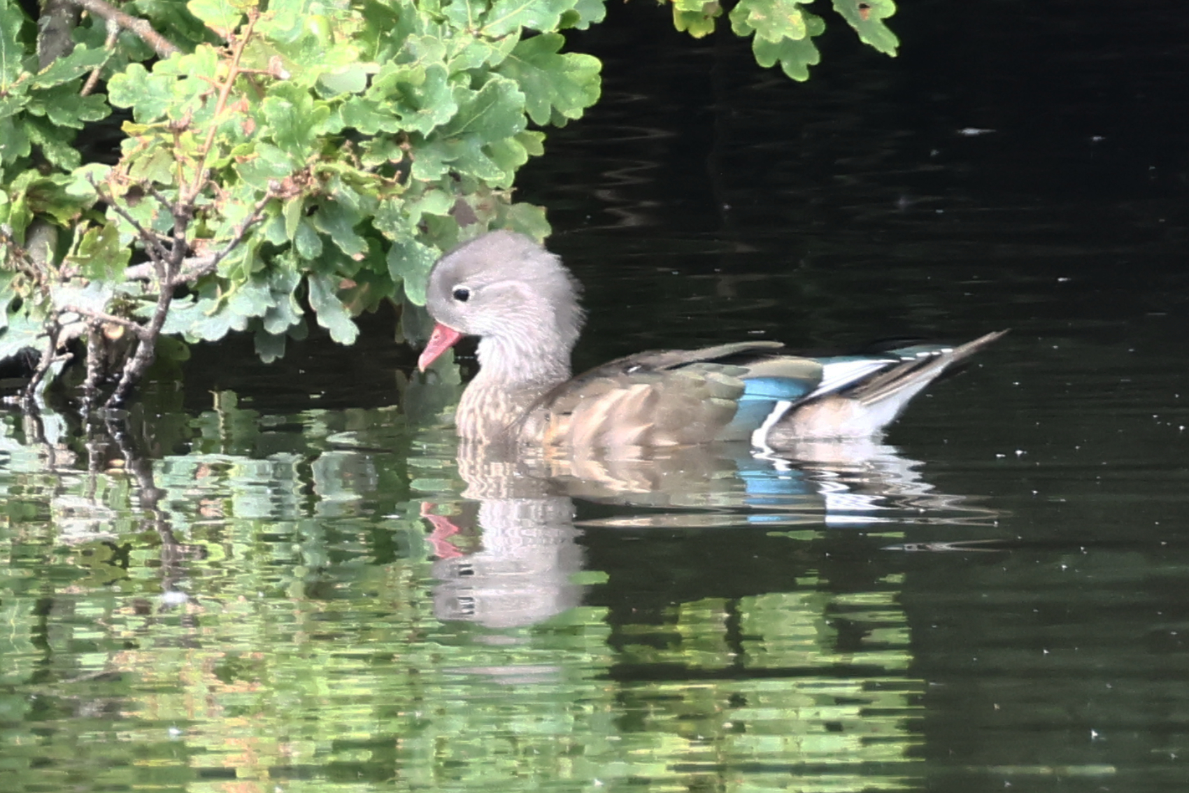 Mandarin Duck