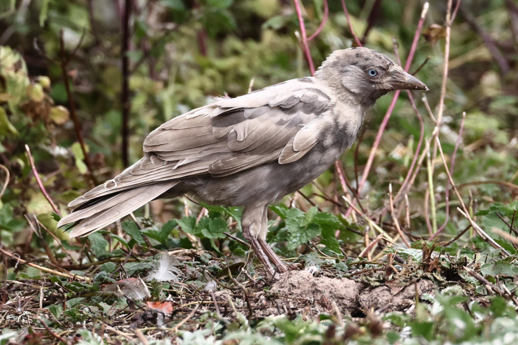 Jackdaw
