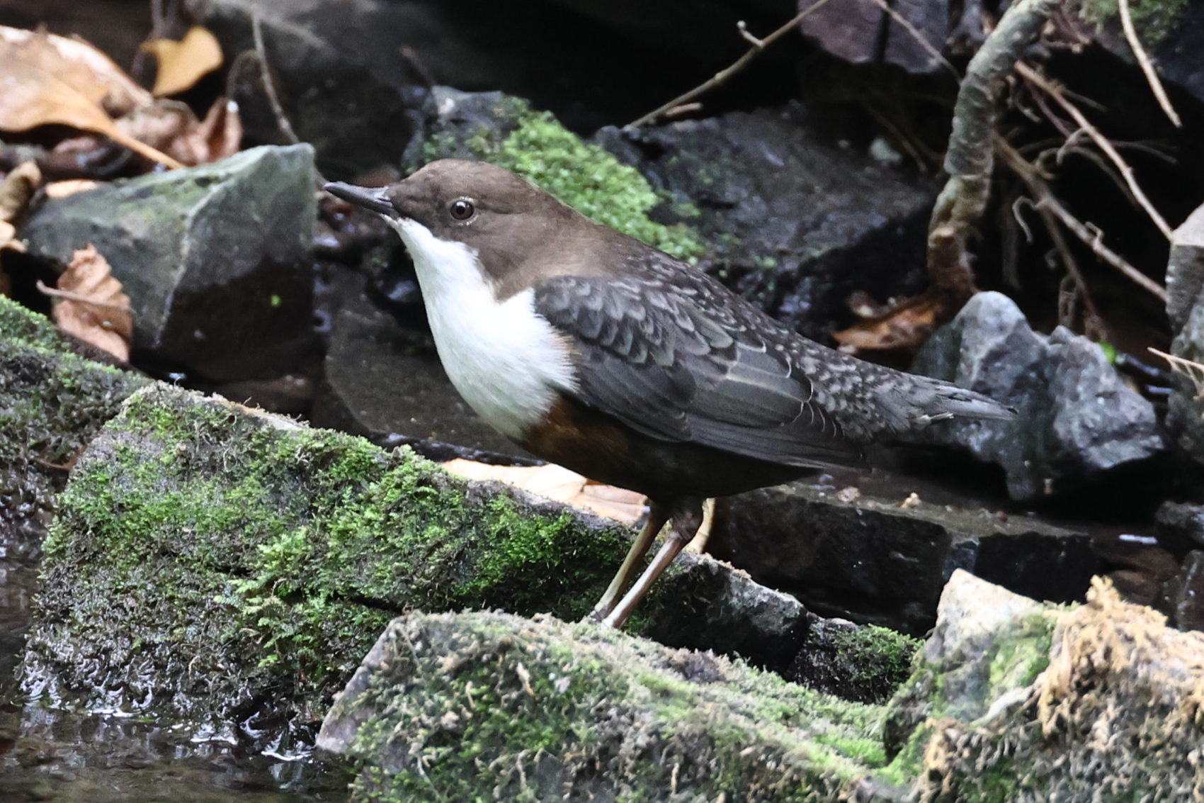 Dipper