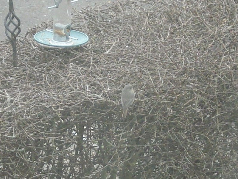 Black Redstart