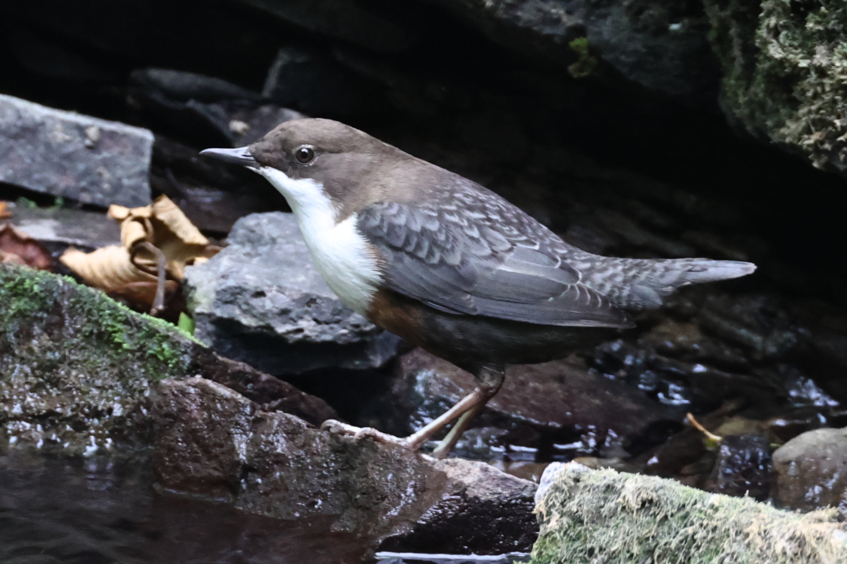 Dipper