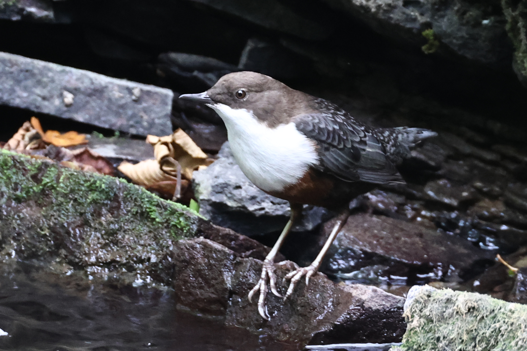 Dipper