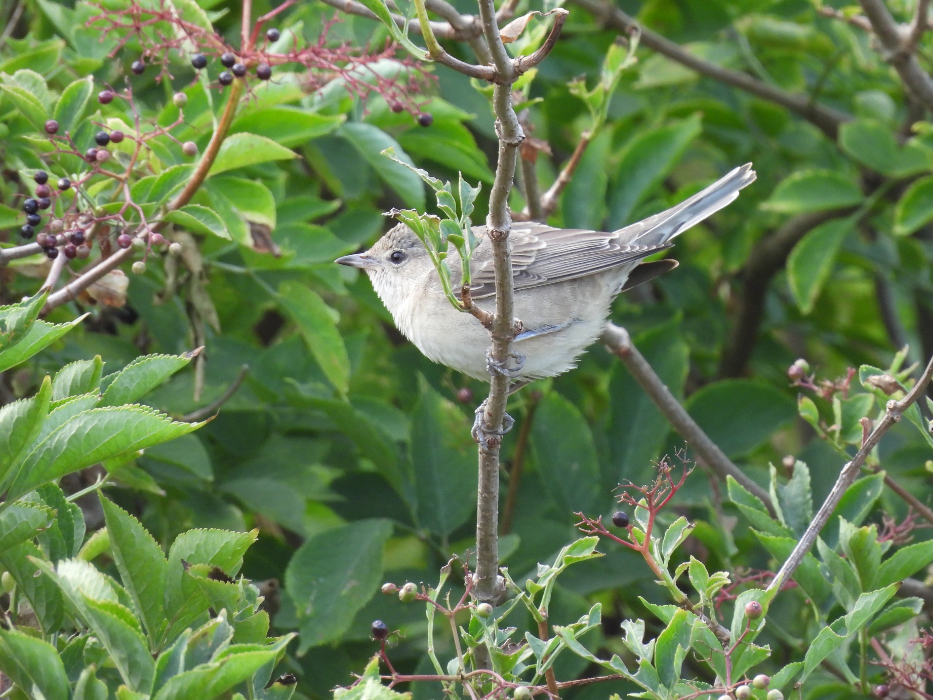 Barred Warbler