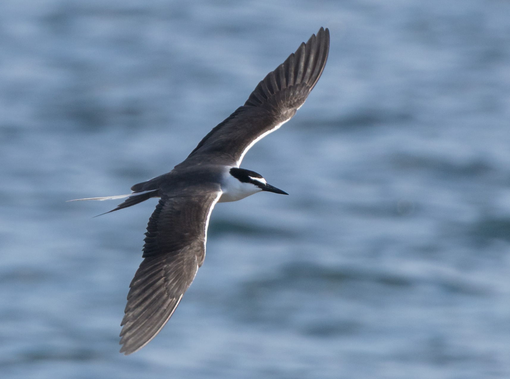 Bridled Tern