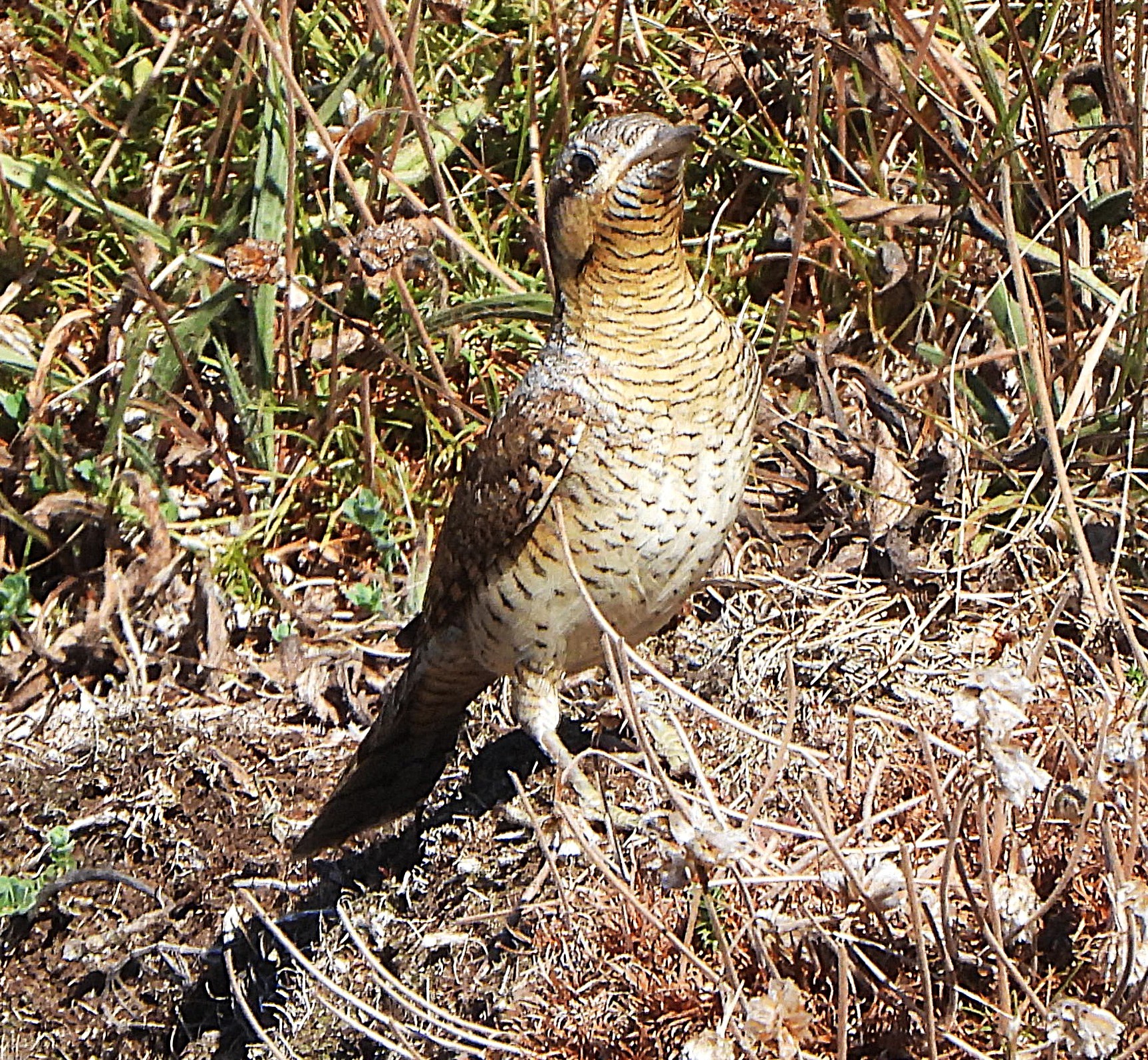 Wryneck