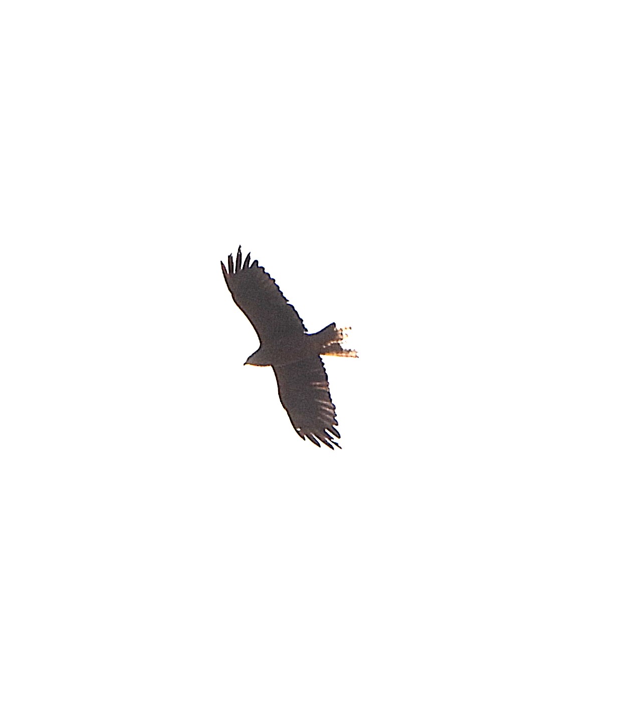 Black Kite