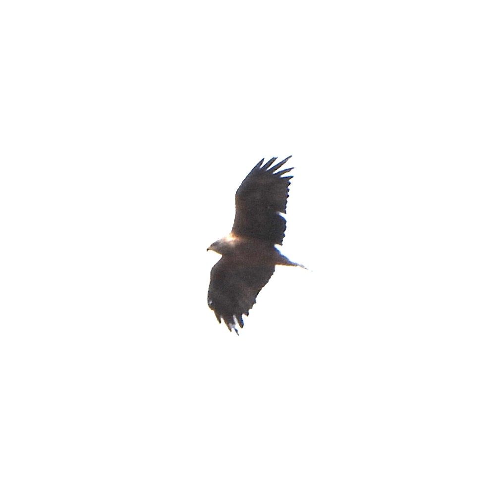 Black Kite