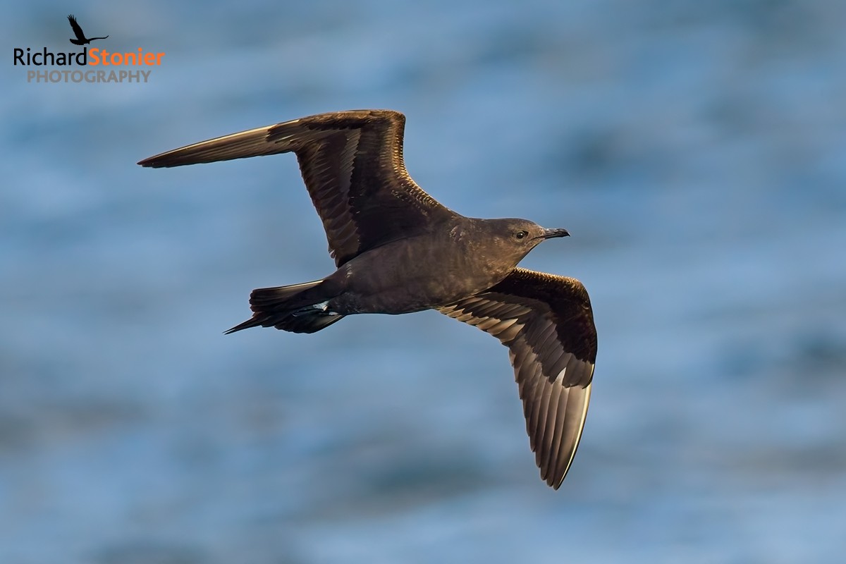 Arctic Skua