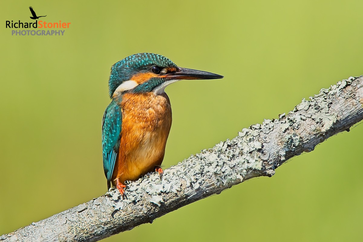 Kingfisher