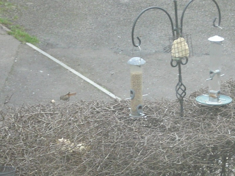 Black Redstart