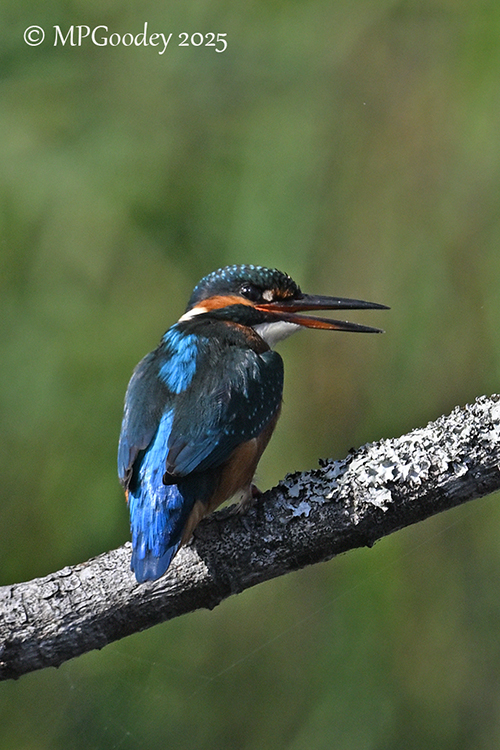 Kingfisher