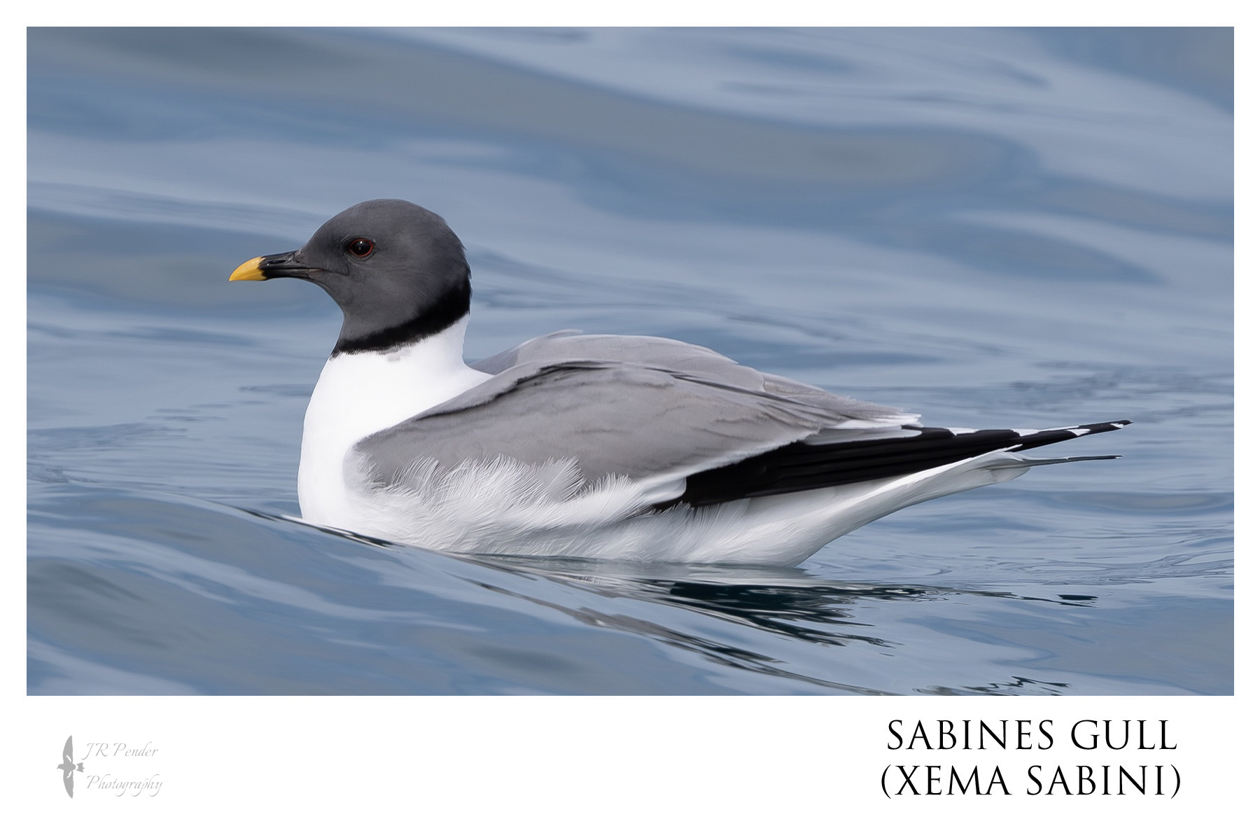 Sabine's Gull