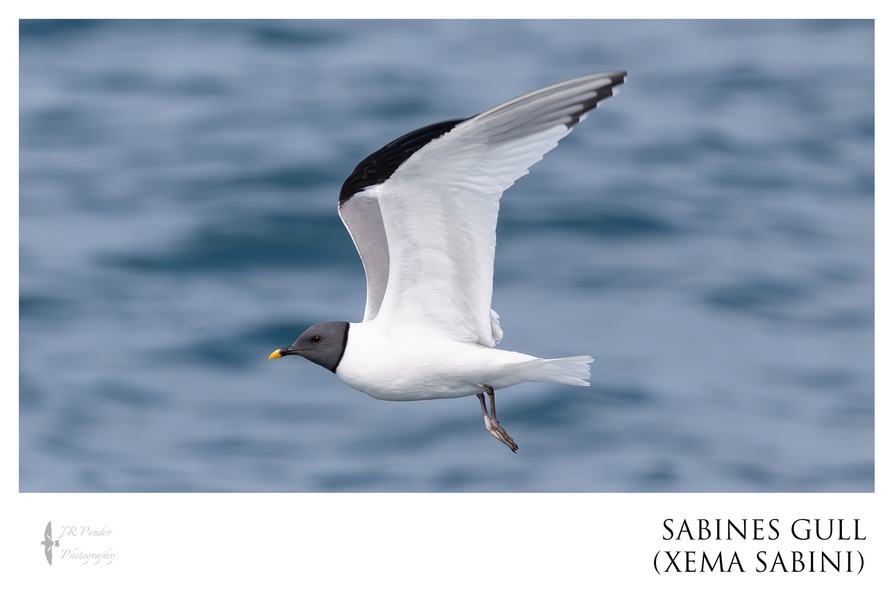 Sabine's Gull
