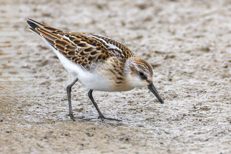 Little Stint