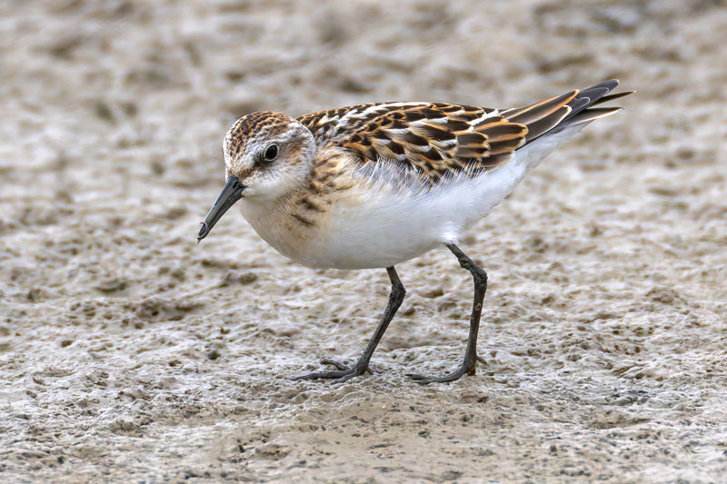Little Stint