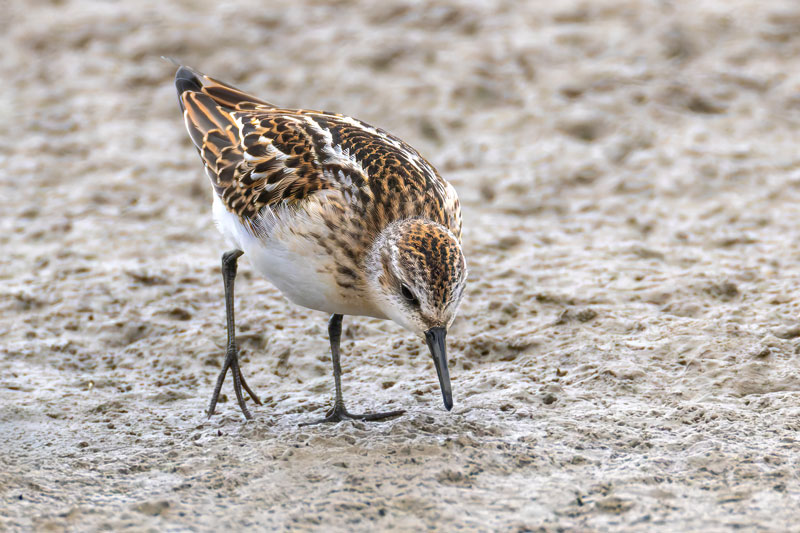 Little Stint