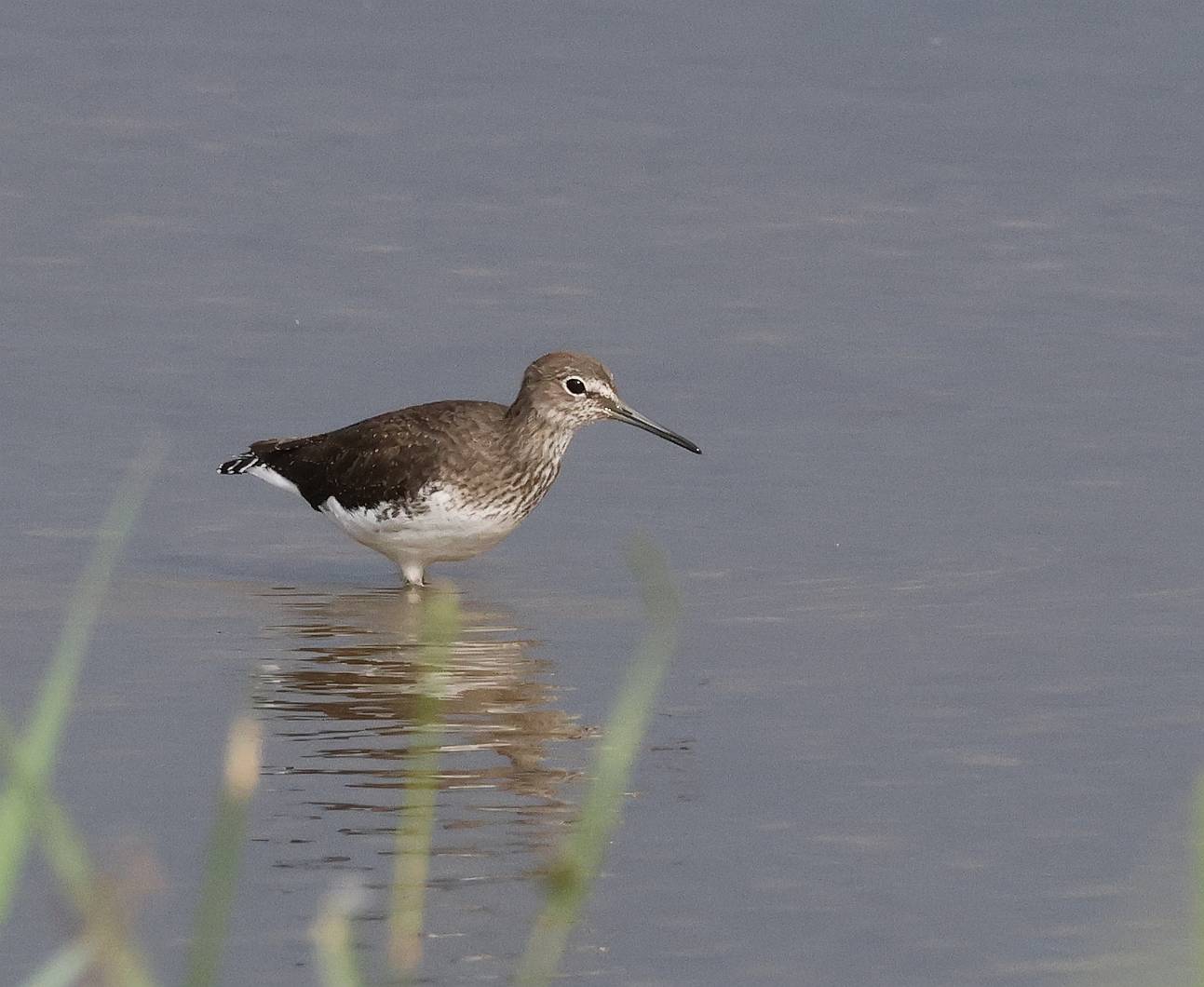 Green Sandpiper
