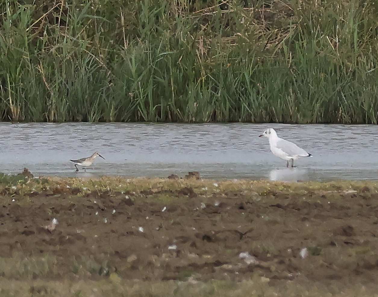 Curlew Sandpiper