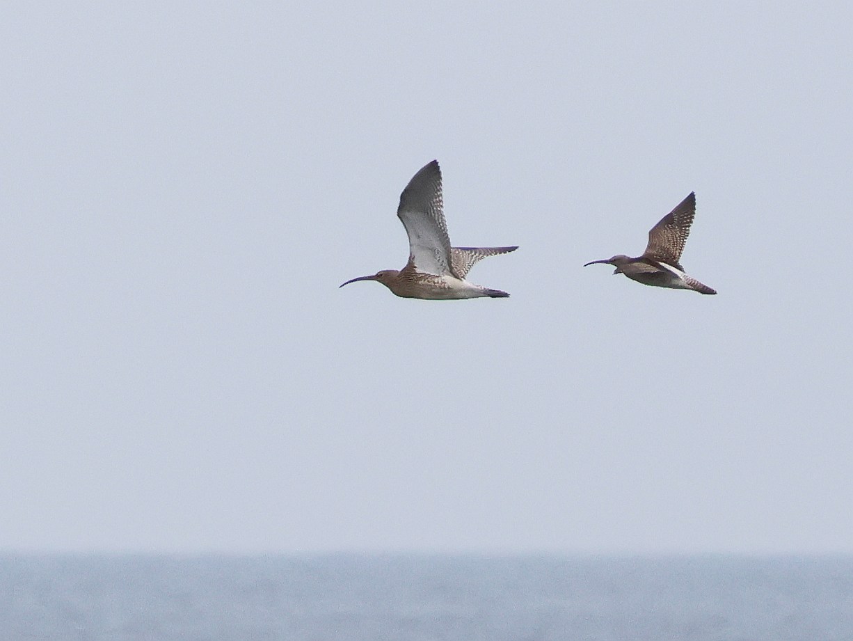 Whimbrel