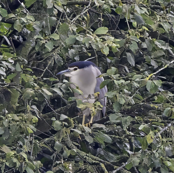 Night Heron