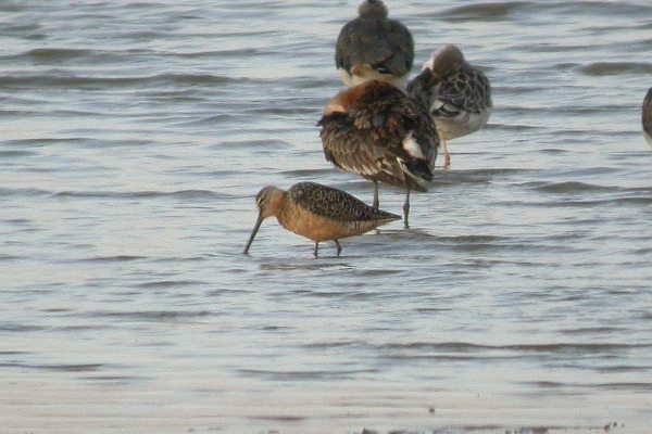 Long-billed Dowitcher