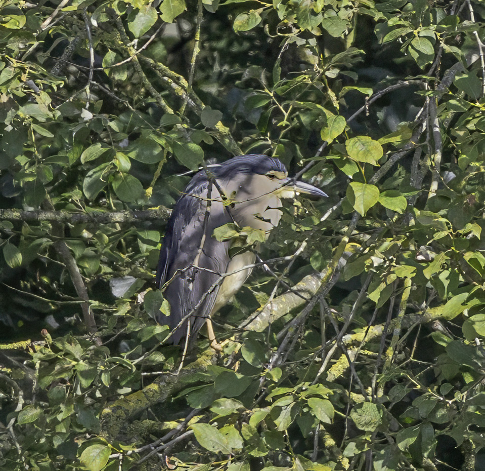 Night Heron