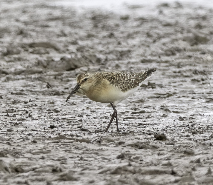 Curlew Sandpiper