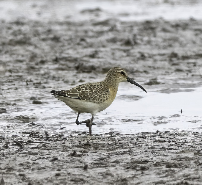 Curlew Sandpiper