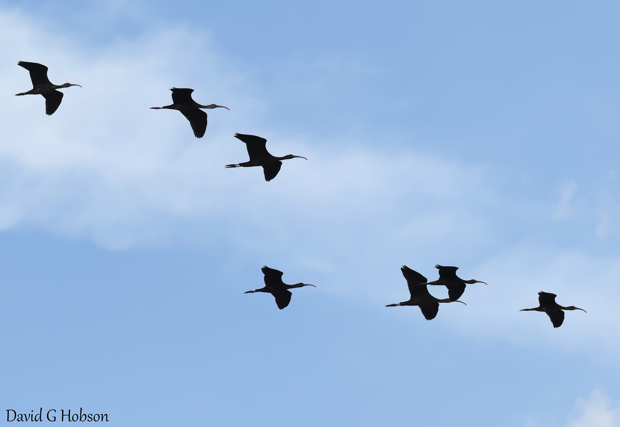 Glossy Ibis