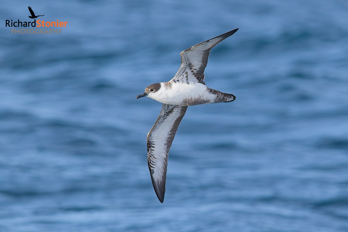 Great Shearwater