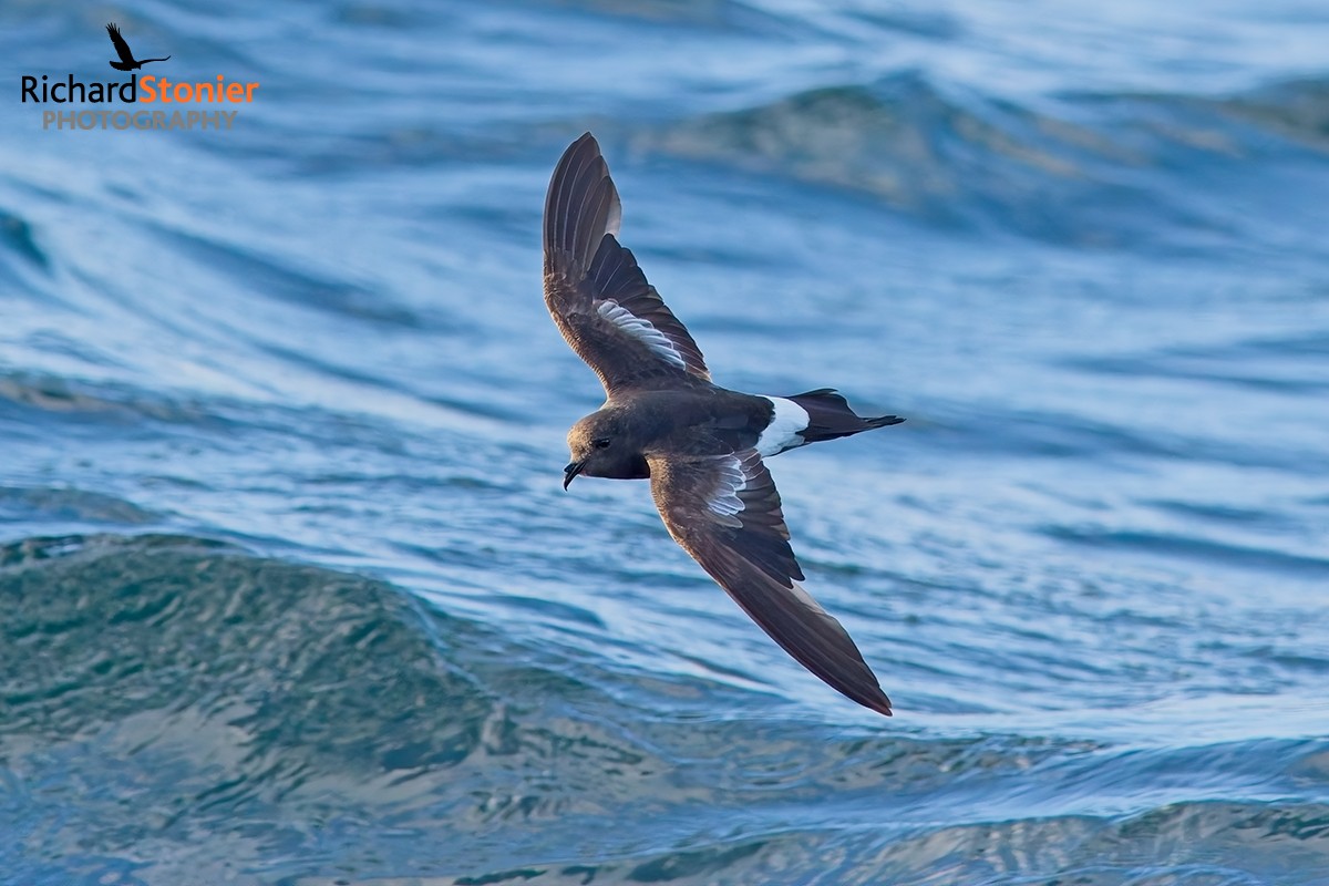 Wilson's Petrel