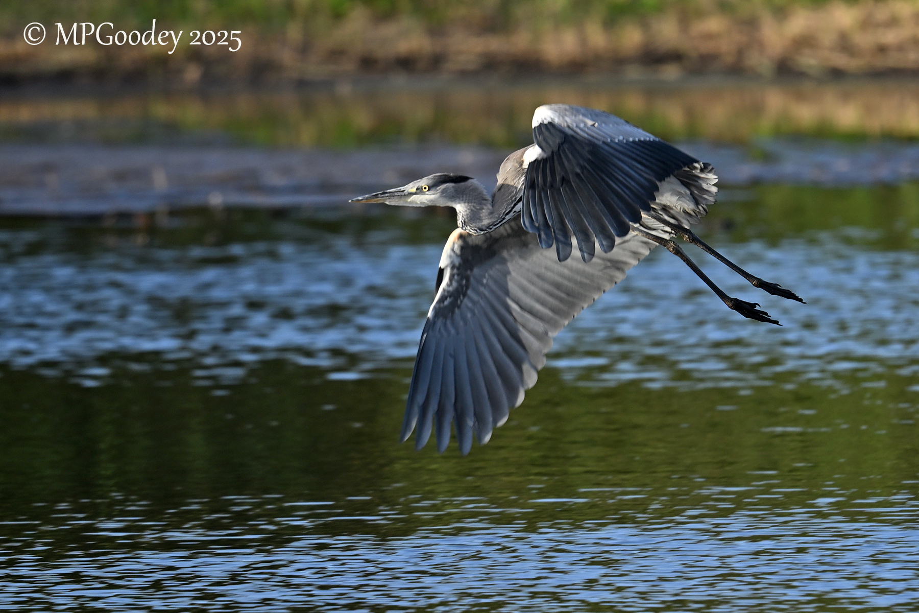 Grey Heron