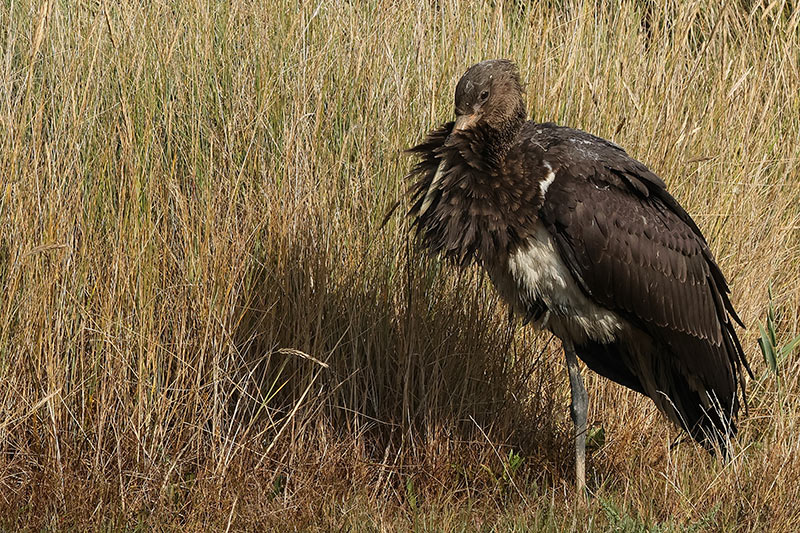 Black Stork