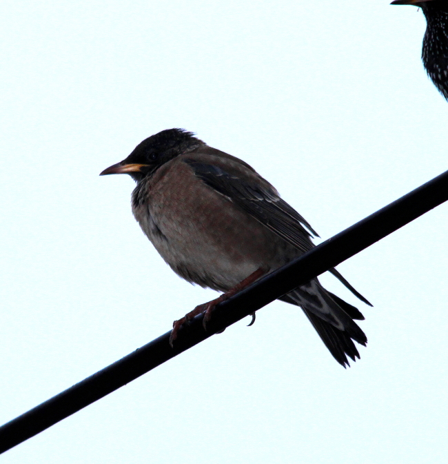 Rose-coloured Starling