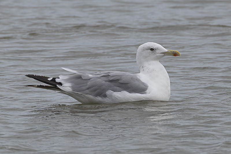 Caspian Gull