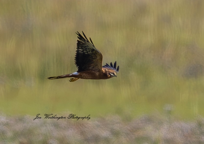 Montagu's Harrier