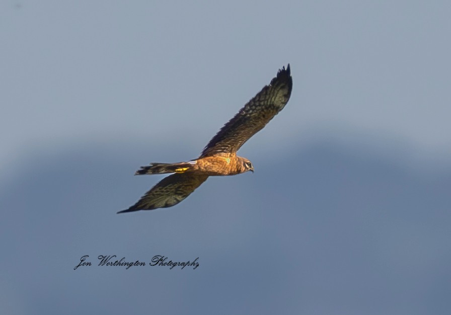 Montagu's Harrier
