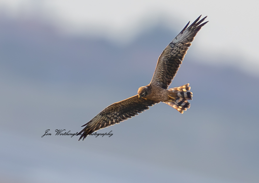 Montagu's Harrier