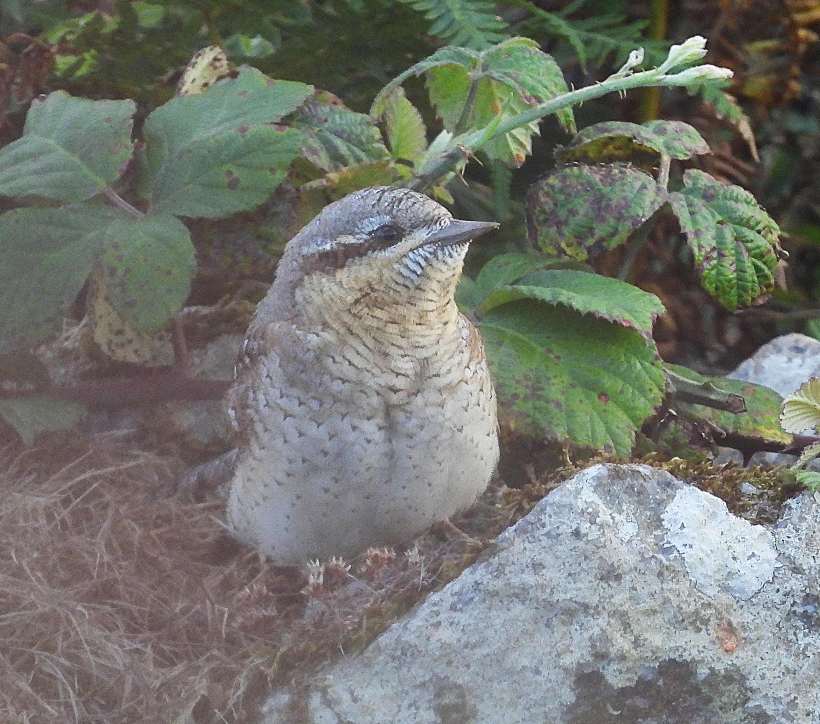 Wryneck