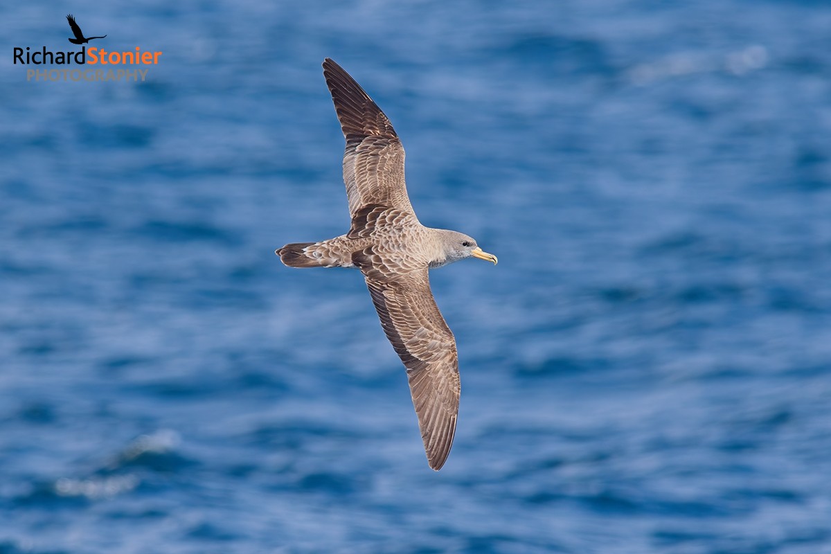 Cory's Shearwater