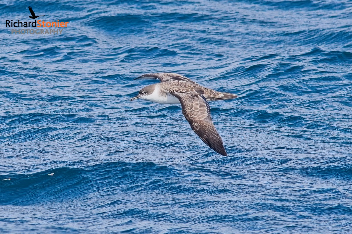 Great Shearwater