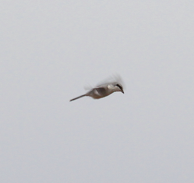 Great Grey Shrike